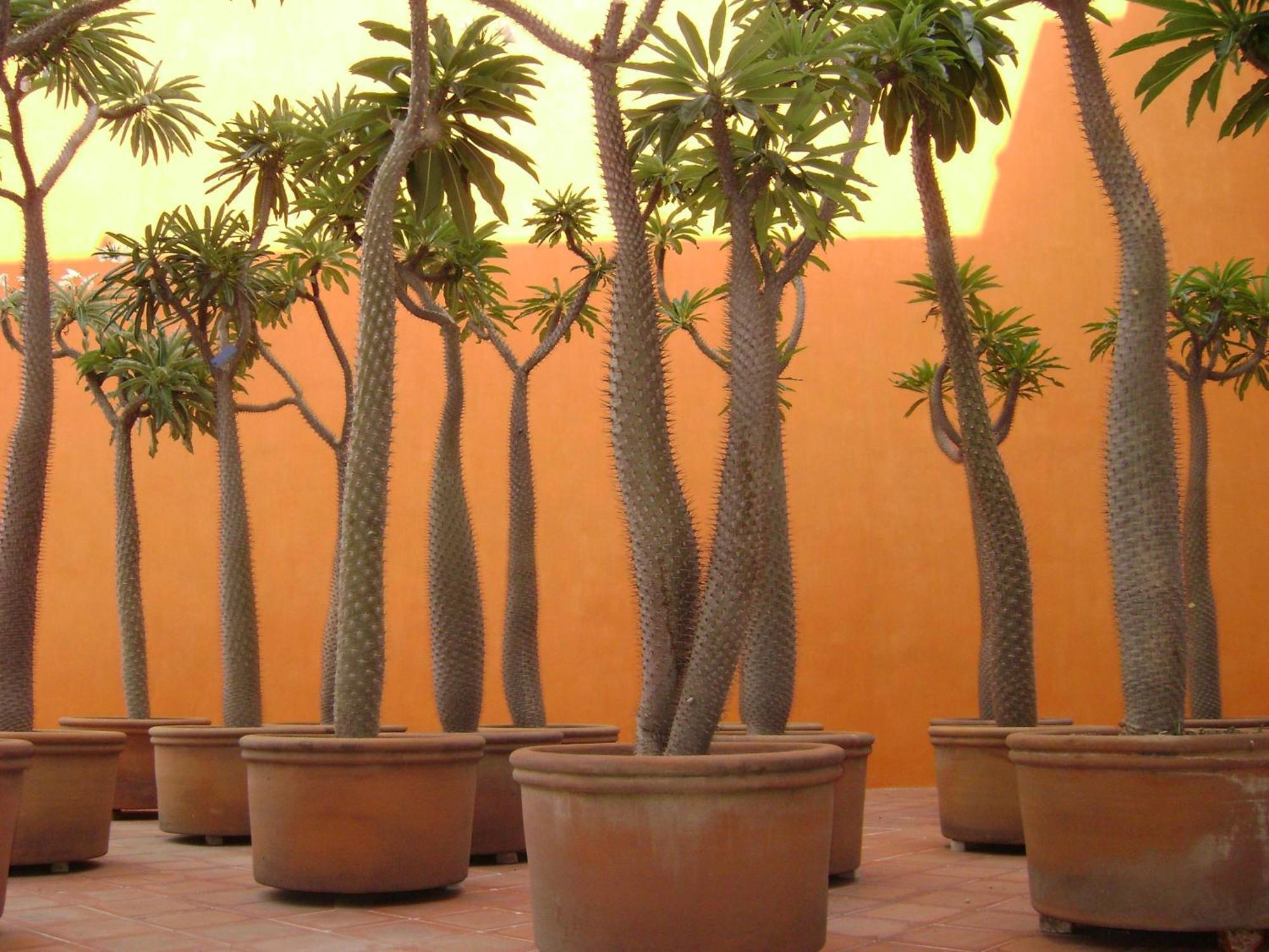 Hotel Boutique Casareyna Puebla Kültér fotó Pachypodium baroni